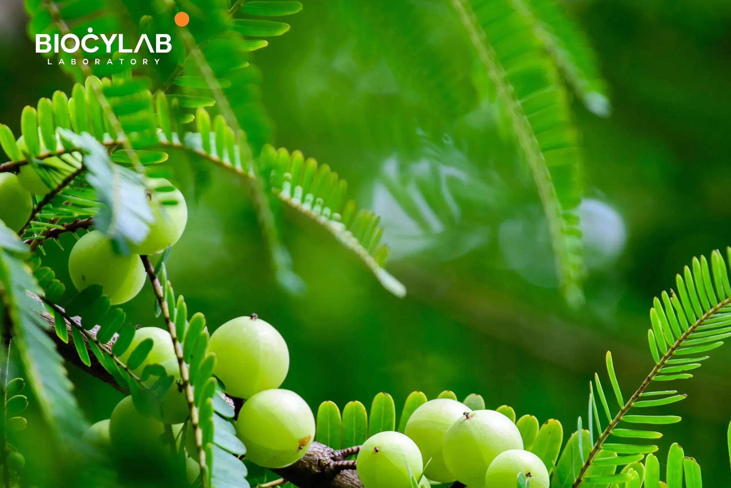 Create Your Own Amla Oil-Based Hair Care Brand with Biocylab, Cosmetics Laboratory in Morocco