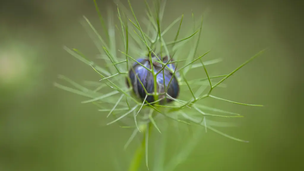 Biocylab’s White Label and Private Label Ranges_ Nigella Oil, a Beauty Secret to Discover