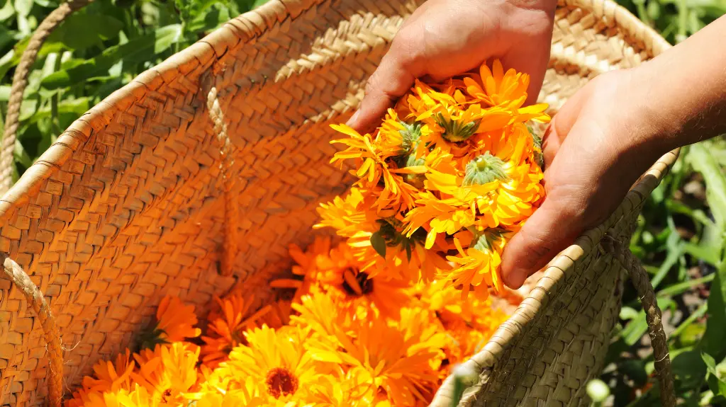 Calendula Extracts_ Formulating Their Benefits in Natural Cosmetics