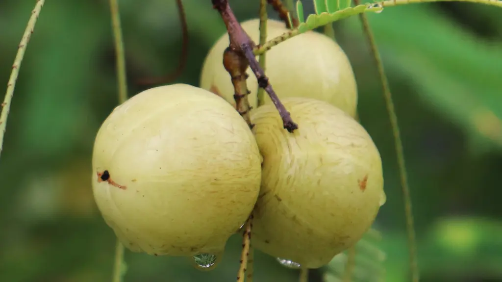 Create Your Own Amla Oil-Based Hair Care Brand with Biocylab, Cosmetics Laboratory in Morocco